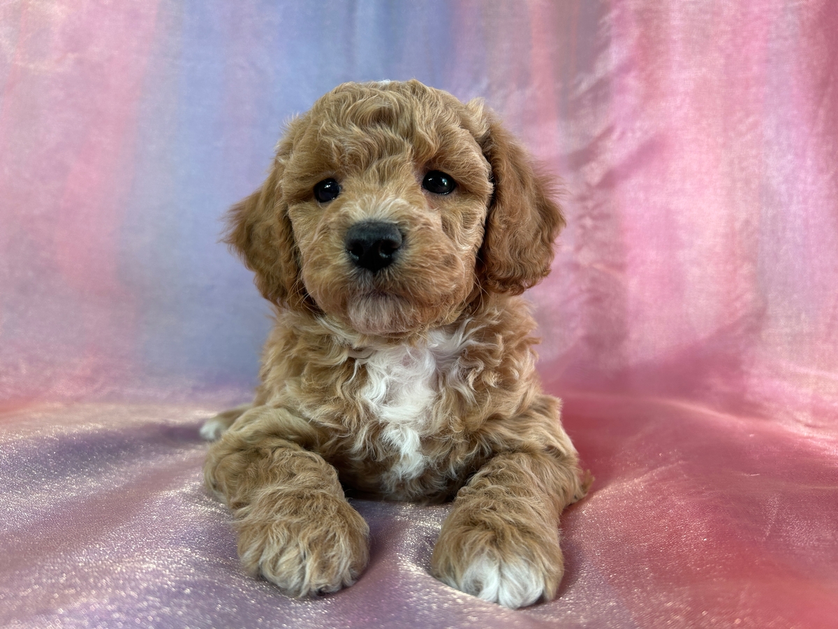 Male Bichon Poodle Puppy for Sale DOB 11-17-2025 $950